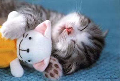 kitten-cuddle.jpg