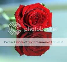 redrose_zps1a89b566.jpg