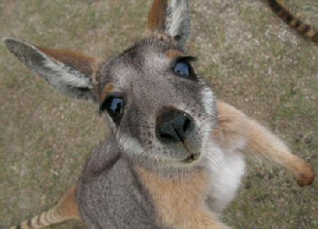 kangaroo.jpg
