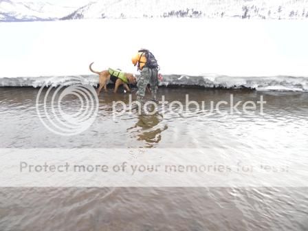 Dogs_snow_zpsddc35850.jpg