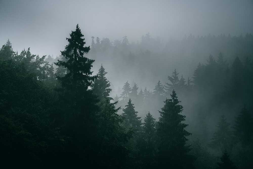 thatoregonlife.com