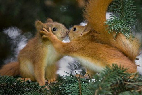 friendly-squirrels-001.jpg