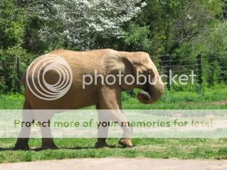 AfricanElephant2.jpg