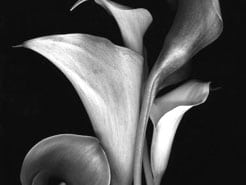 heartlandcremation.com