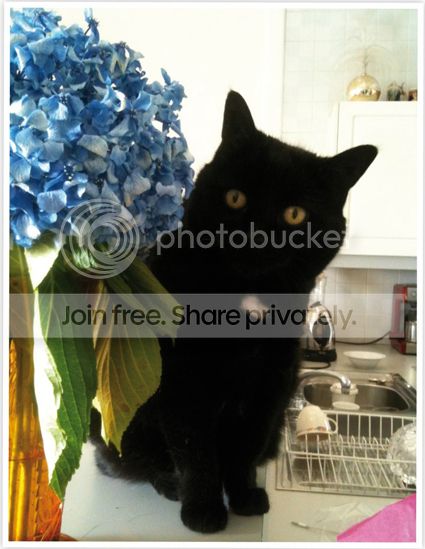 mrsnorris_sm_zps660ef38f.jpg