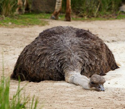 zoo_emu.jpg