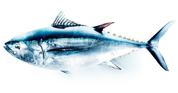27Tuna-t_CA0-articleLarge.jpg