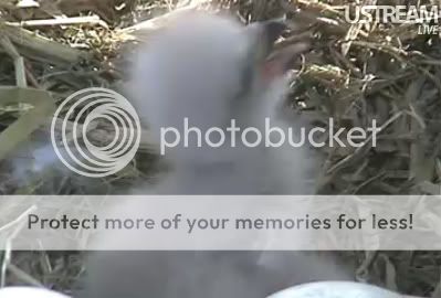 babyeagle4.jpg