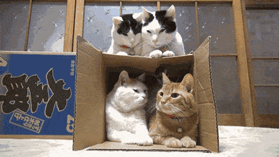 tumblr_mkdxbnjvR11rw1wnno1_400.gif