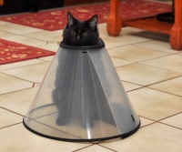 madcat.jpg