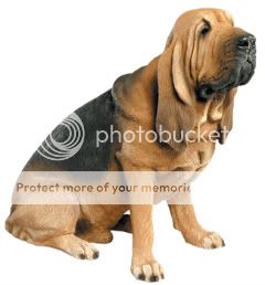 bloodhound.jpg