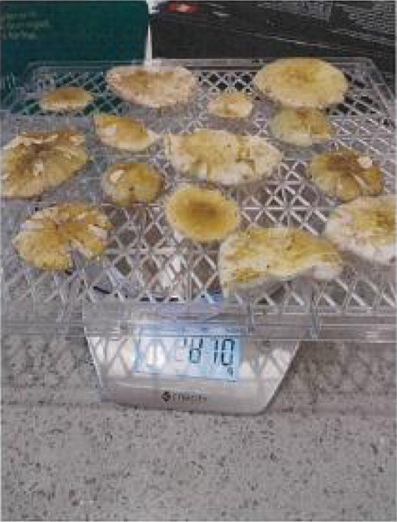 Yellow mushrooms on a scale.