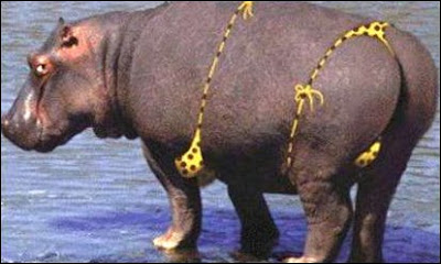 hippo+bikini.jpg