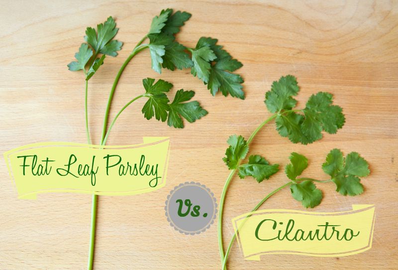 An easy trick to quickly identify Flat Leaf Parsley vs. Cilantro! (Plus  recipes!) | Homemade seasonings, Healthy fruits and vegetables, Parsley