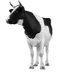 cowanimation-4.gif