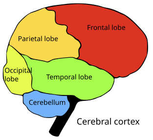 313px-Brainlobes.svg.png