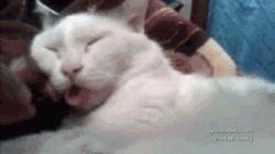tumblr_lzfd4vHl4s1qh4lgco1_250.gif