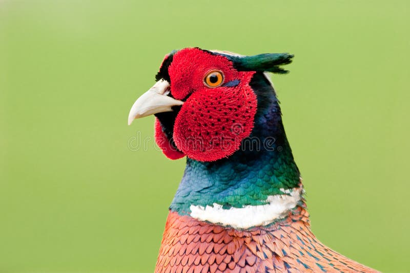 Close up of male pheasant with vibrant colours and green backround. Ring necked pheasant stock images, royalty-free photos and pictures