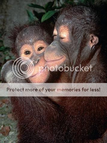chimps-hugging.jpg