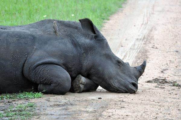 White-Rhino-Sleeping.jpg