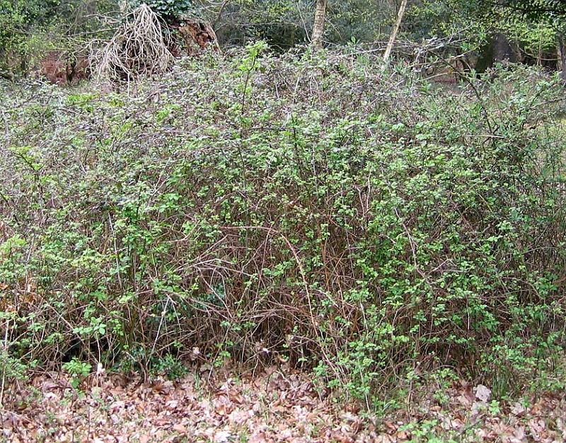 Wild%20brambles%20in%20Springtime.jpg