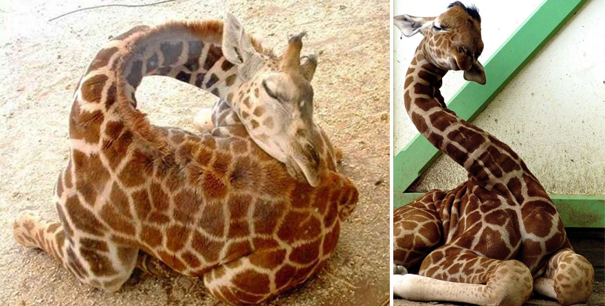 sleeping-giraffes-9__880.jpg