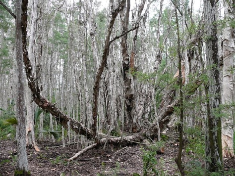 070812_trees_hmed_1p.grid-6x2.jpg