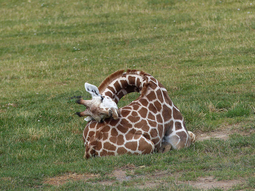 sleeping-giraffes-4__880.jpg
