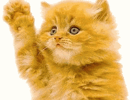 CatWavingFunny.gif