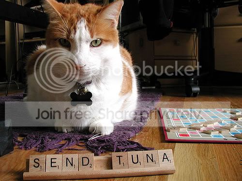 CatSCRABBLE.jpg