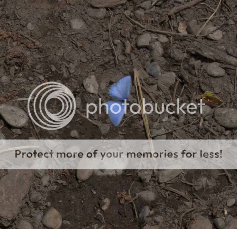 blue_buterfly_1.jpg