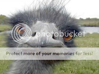 emu.jpg