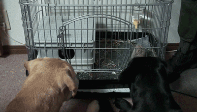 tumblr_lzdei7Wk1L1qjvsoxo1_400.gif