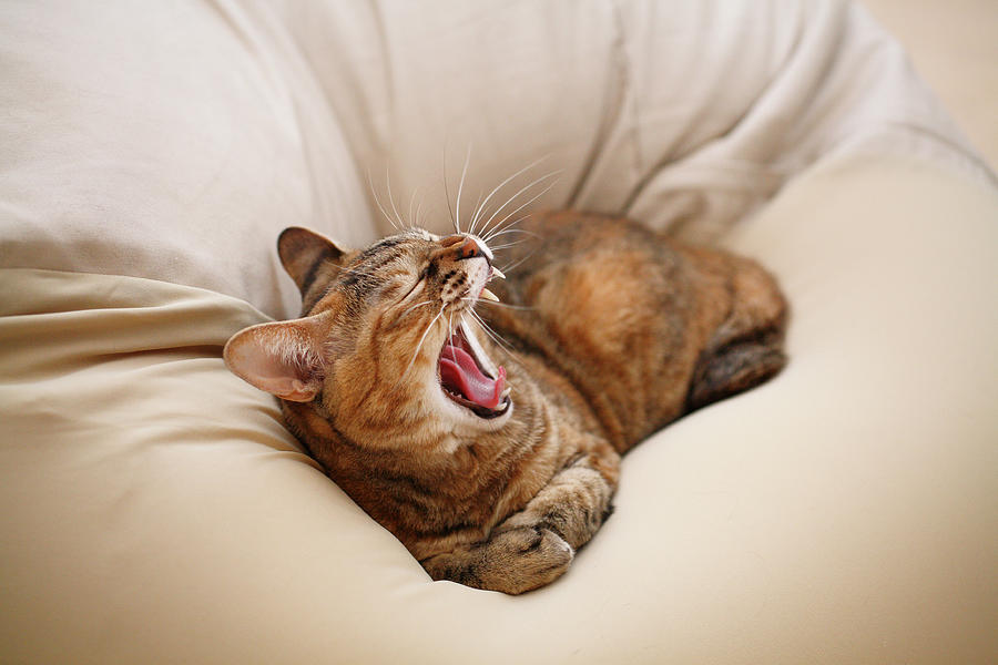 cat-yawn-on-bed-junku.jpg