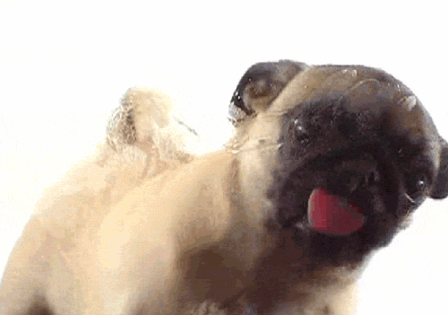 tumblr_ly1apvO3mD1qet4edo1_500.gif