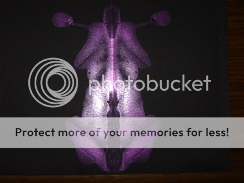 blots028.jpg