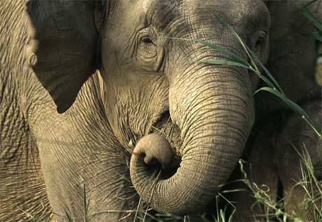 asian-elephant.jpg