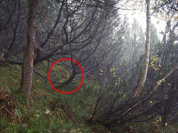 main-qimg-d790b4ef80f57144f10a520a243fcc23-c