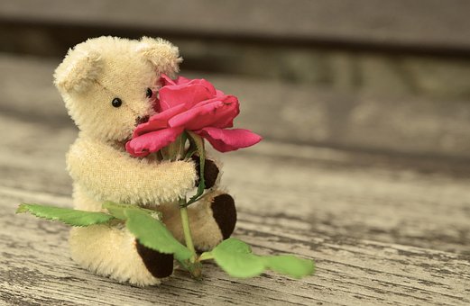 teddy-889892__340.jpg