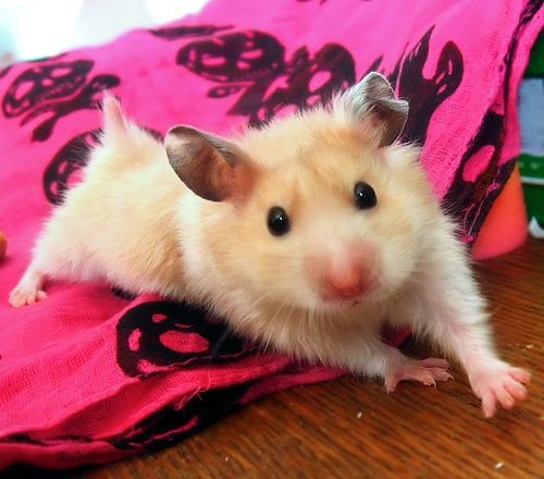 hamstter+lazy.jpg