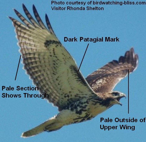 Red-tailed_hawk_juv_overhead_large.jpg