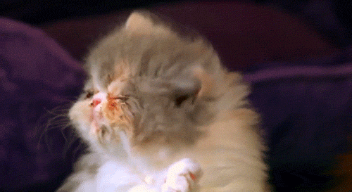 tumblr_llt5j8wh7Z1qh7487o1_r4_500.gif