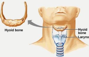 hyoid_bone.jpg