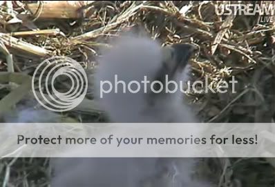 babyeagle2.jpg