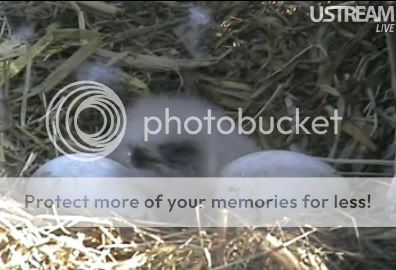 babyeagle3.jpg