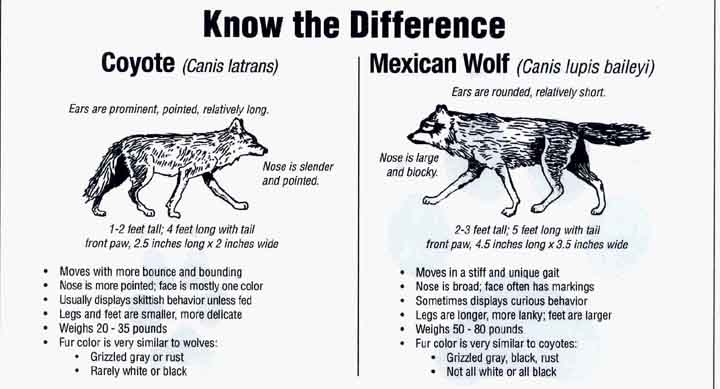 coyote_wolf.jpg