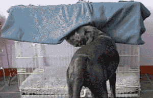 tumblr_inline_mjy701d3jR1qz4rgp.gif