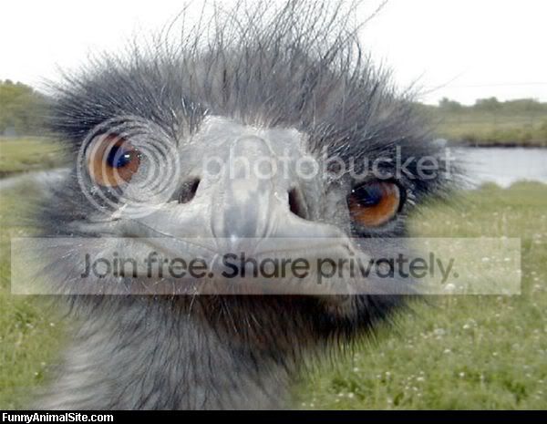 Emu_Closeup.jpg