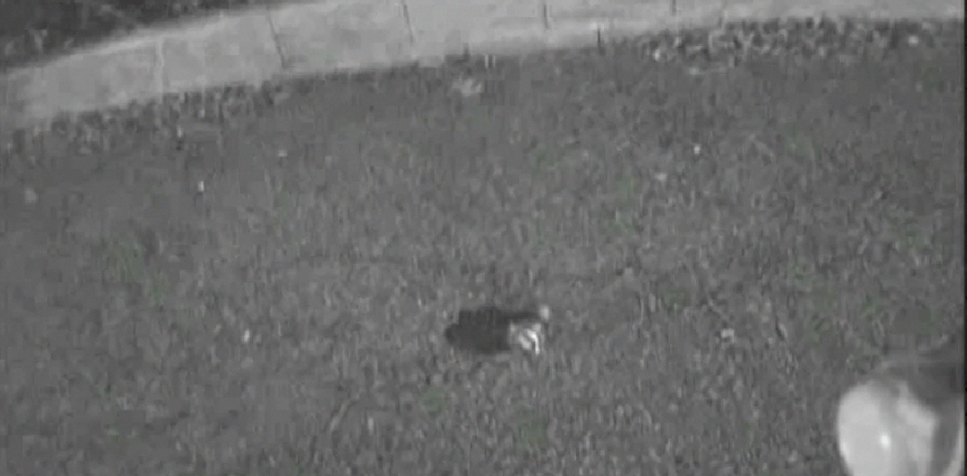 CAYrF07WMAA2dil.png:large