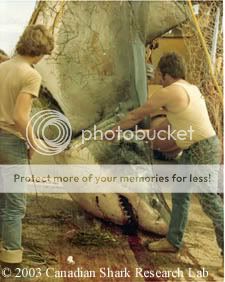 Wh_shark2.jpg